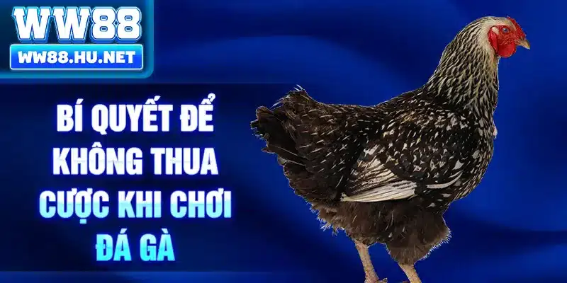 Bí quyết để không thua cược khi chơi đá gà