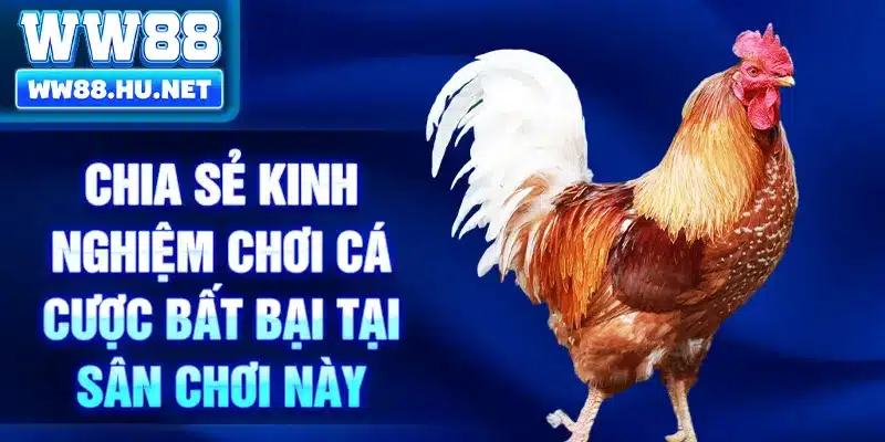 Chia sẻ kinh nghiệm chơi cá cược bất bại tại sân chơi này