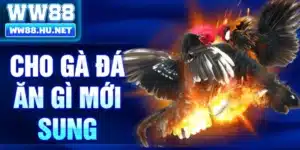Cho Gà Đá Ăn Gì Mới Sung
