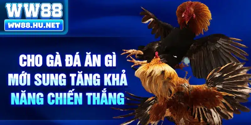Cho gà đá ăn gì mới sung tăng khả năng chiến thắng
