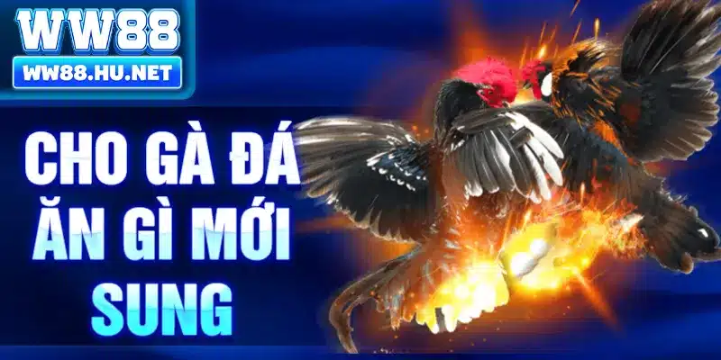 Cho Gà Đá Ăn Gì Mới Sung
