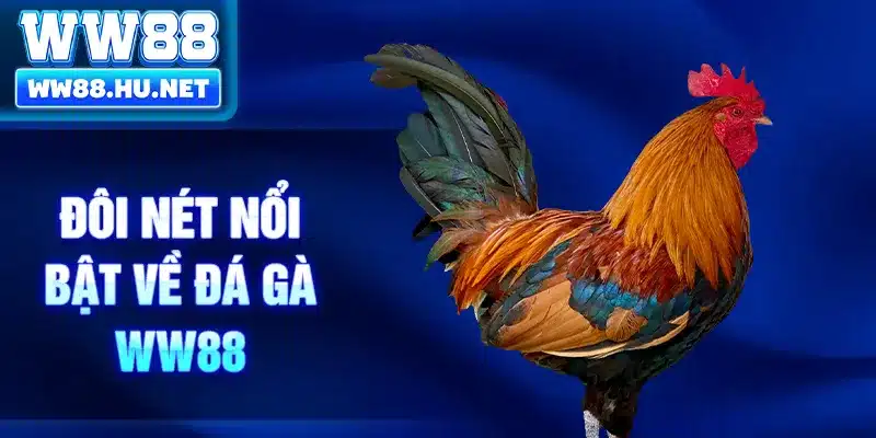 Đôi nét nổi bật về đá gà WW88