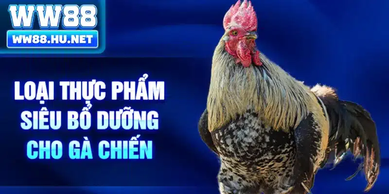 Loại thực phẩm siêu bổ dưỡng cho gà chiến