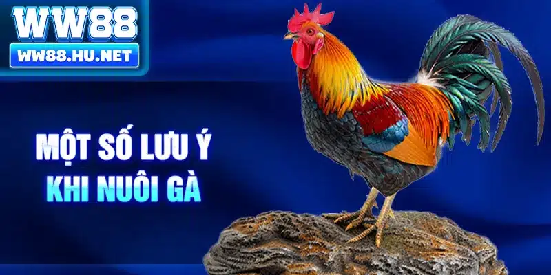 Một số lưu ý khi nuôi gà