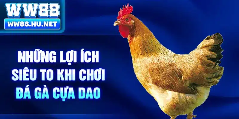 Những lợi ích siêu to khi chơi đá gà cựa dao
