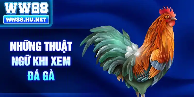 Những thuật ngữ khi xem đá gà