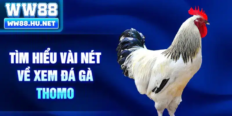 Tìm hiểu vài nét về xem đá gà thomo