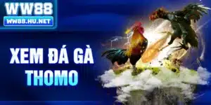 Xem Đá Gà Thomo