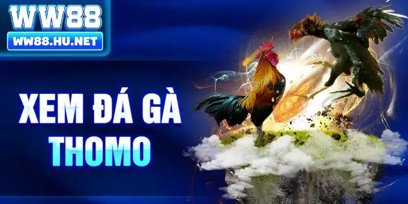 Xem Đá Gà Thomo