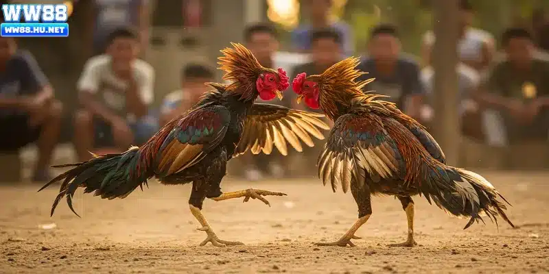 Giới thiệu khái quát về đá gà C1