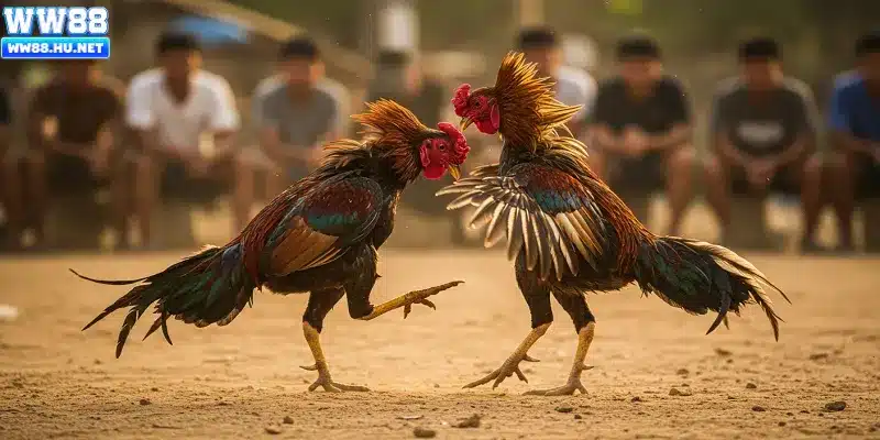 Quy định và các hình thức tham gia đá gà C1 căn bản 